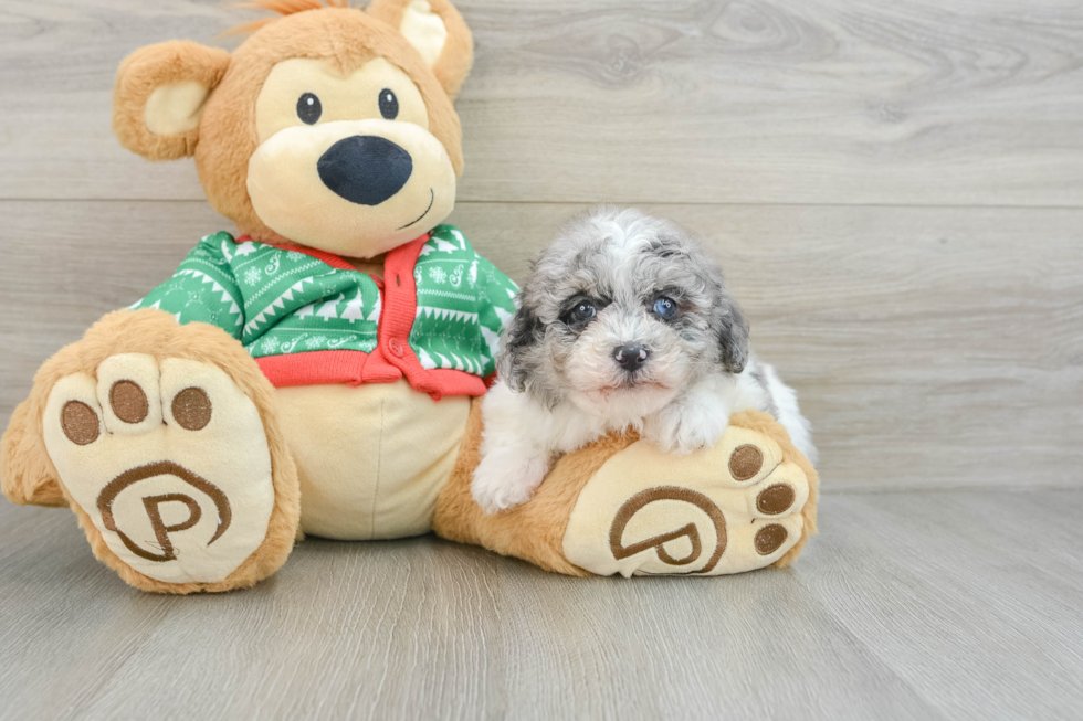 Smart Havapoo Poodle Mix Pup