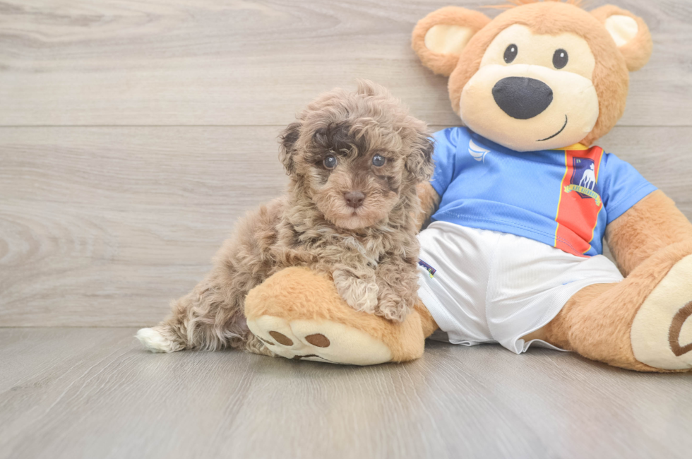 5 week old Havapoo Puppy For Sale - Seaside Pups