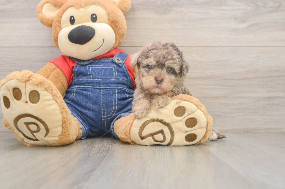 5 week old Havapoo Puppy For Sale - Seaside Pups