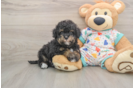 Havapoo Puppy for Adoption