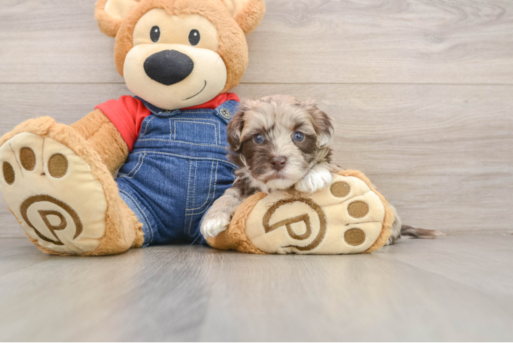 Havapoo Pup Being Cute