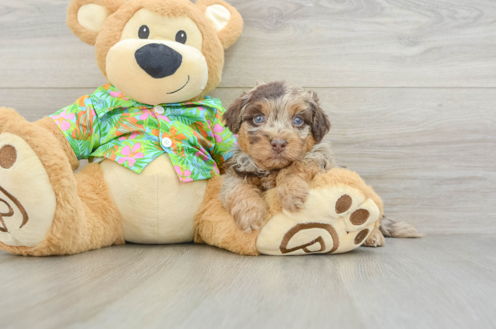 5 week old Havapoo Puppy For Sale - Seaside Pups