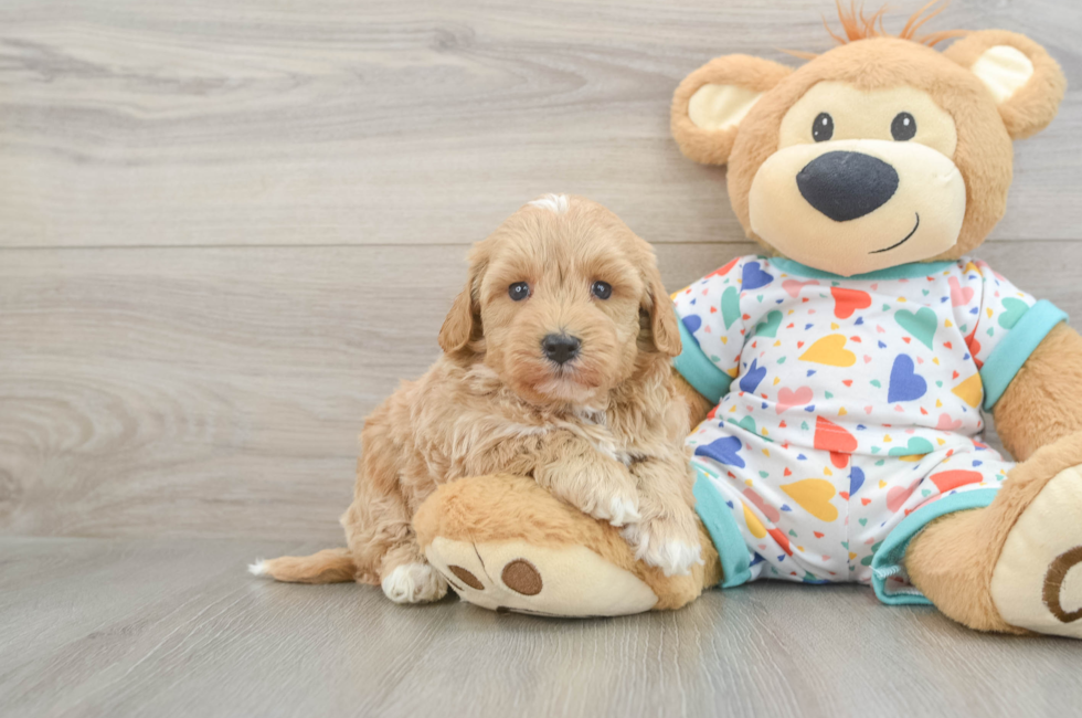 5 week old Havapoo Puppy For Sale - Seaside Pups