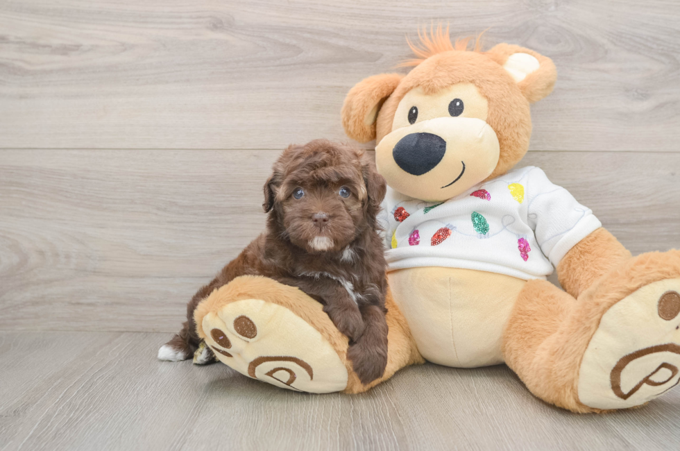 5 week old Havapoo Puppy For Sale - Seaside Pups