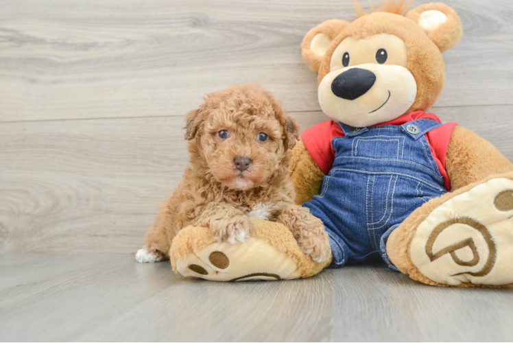Havapoo Puppy for Adoption