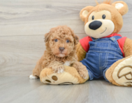 8 week old Havapoo Puppy For Sale - Seaside Pups