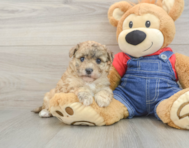 8 week old Havapoo Puppy For Sale - Seaside Pups