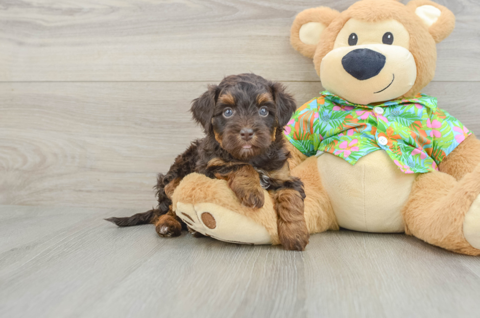 5 week old Havapoo Puppy For Sale - Seaside Pups