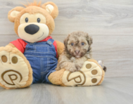 8 week old Havapoo Puppy For Sale - Seaside Pups