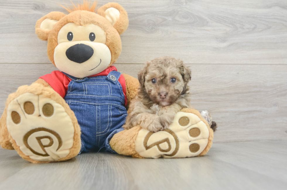 5 week old Havapoo Puppy For Sale - Seaside Pups