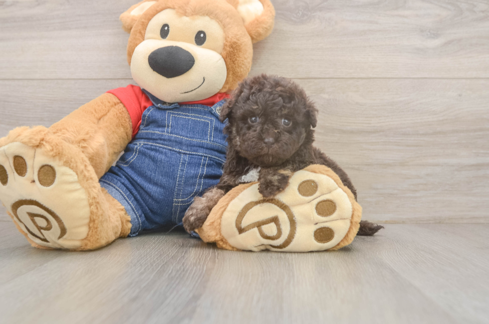 5 week old Havapoo Puppy For Sale - Seaside Pups