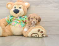 6 week old Havapoo Puppy For Sale - Seaside Pups