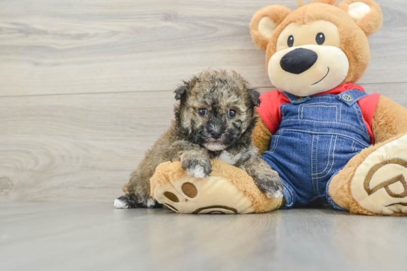 Meet Fran - our Havapoo Puppy Photo 1/3 - Seaside Pups