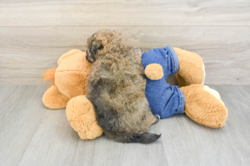 Meet Fran - our Havapoo Puppy Photo 2/3 - Seaside Pups