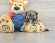 8 week old Havapoo Puppy For Sale - Seaside Pups