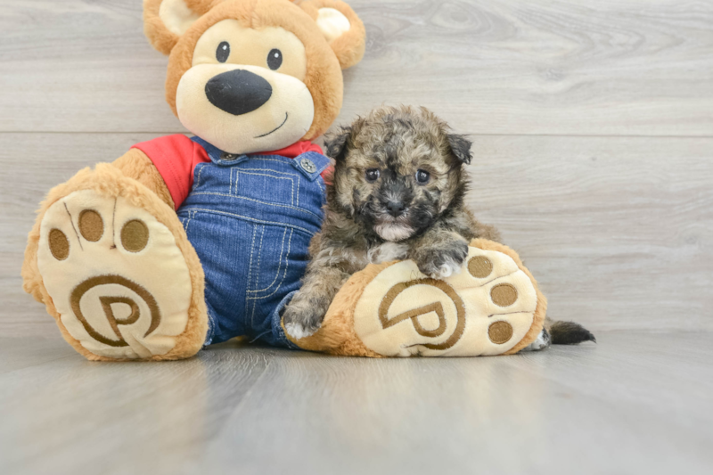 Meet Fran - our Havapoo Puppy Photo 3/3 - Seaside Pups