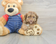 8 week old Havapoo Puppy For Sale - Seaside Pups