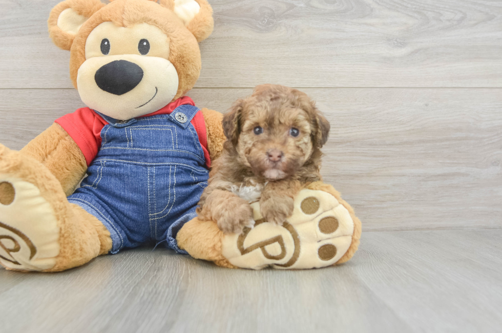 5 week old Havapoo Puppy For Sale - Seaside Pups