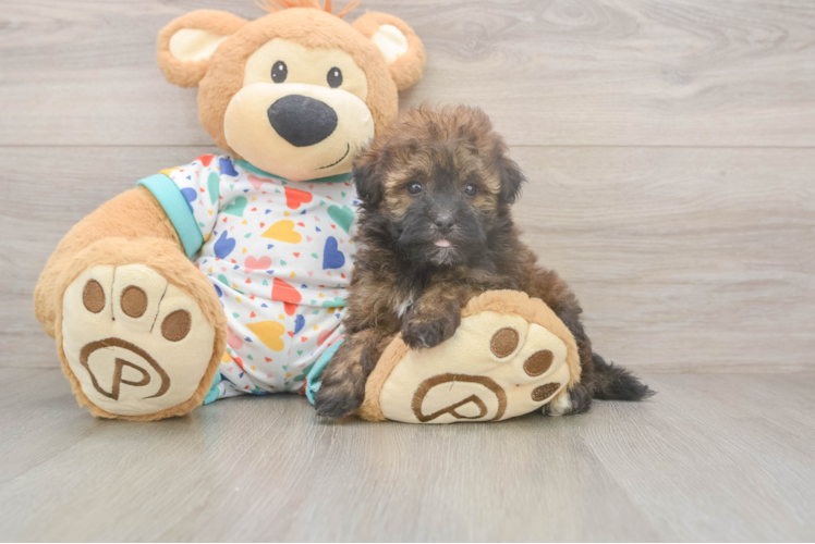 Small Havapoo Baby