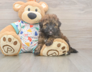 8 week old Havapoo Puppy For Sale - Seaside Pups