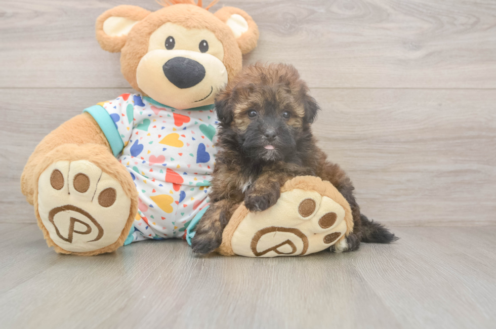 5 week old Havapoo Puppy For Sale - Seaside Pups