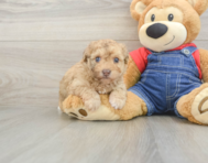 8 week old Havapoo Puppy For Sale - Seaside Pups
