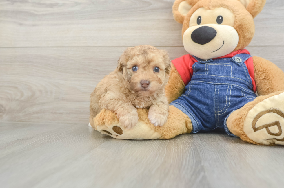 5 week old Havapoo Puppy For Sale - Seaside Pups
