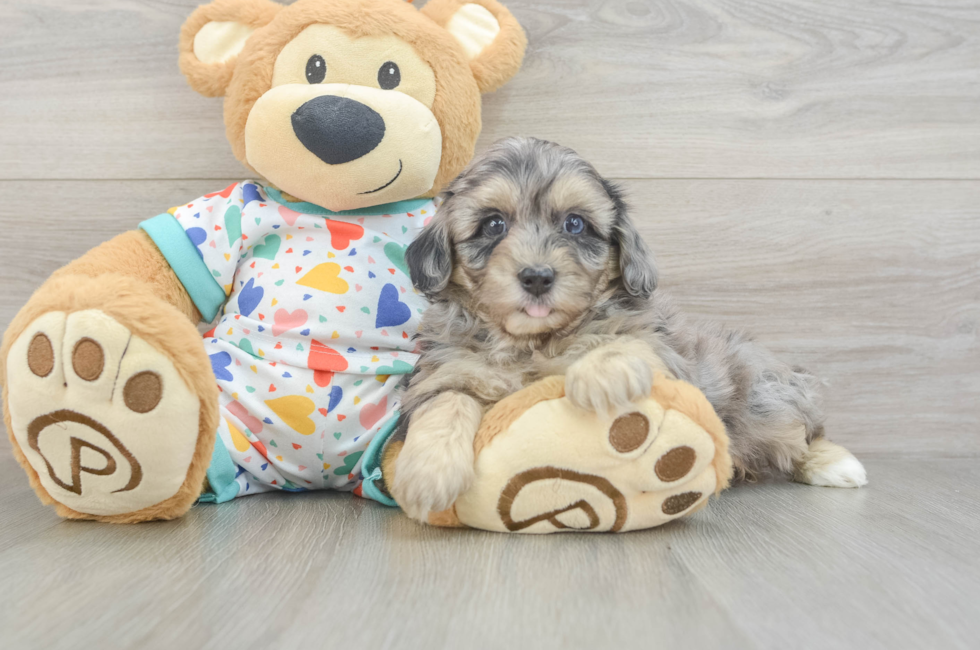 6 week old Havapoo Puppy For Sale - Seaside Pups