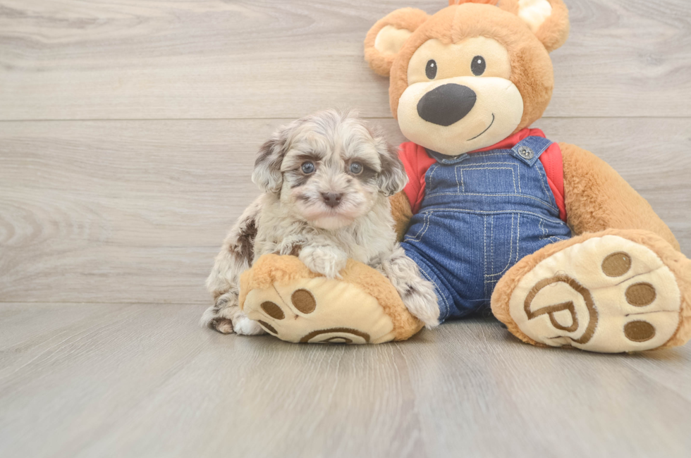 6 week old Havapoo Puppy For Sale - Seaside Pups