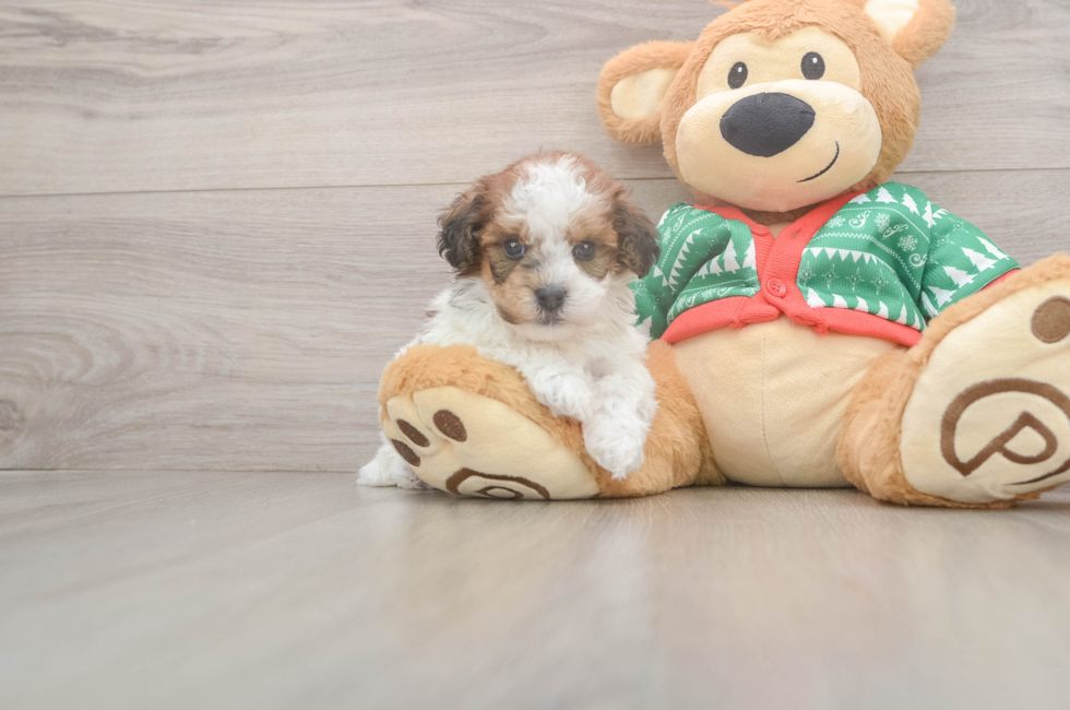 5 week old Havapoo Puppy For Sale - Seaside Pups