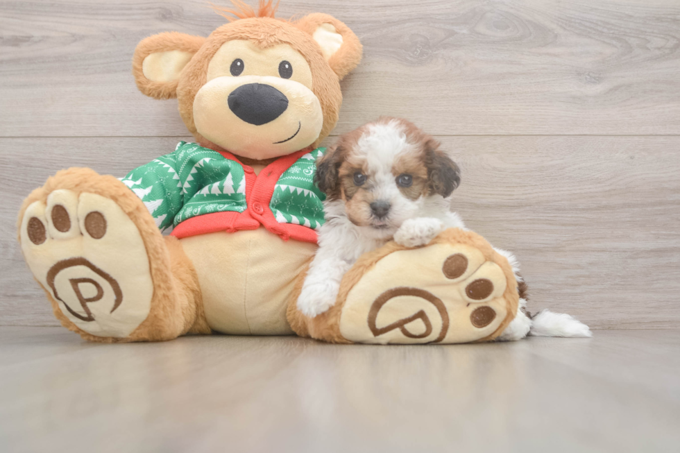 Havapoo Puppy for Adoption