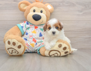 8 week old Havapoo Puppy For Sale - Seaside Pups