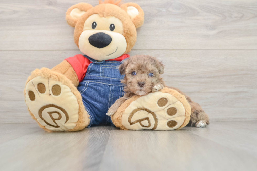 Havapoo Pup Being Cute