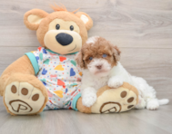 8 week old Havapoo Puppy For Sale - Seaside Pups