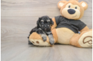Little Havadoodle Poodle Mix Puppy
