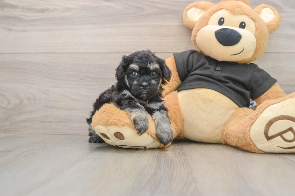 Little Havadoodle Poodle Mix Puppy