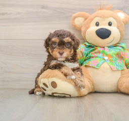 6 week old Havapoo Puppy For Sale - Seaside Pups