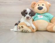 8 week old Havapoo Puppy For Sale - Seaside Pups