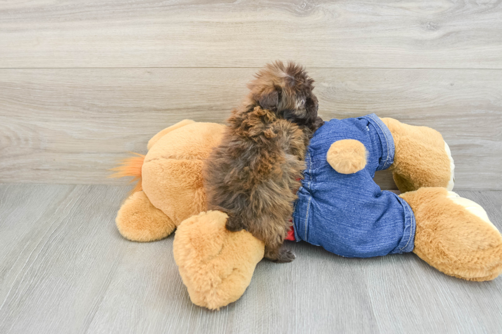 Little Havadoodle Poodle Mix Puppy