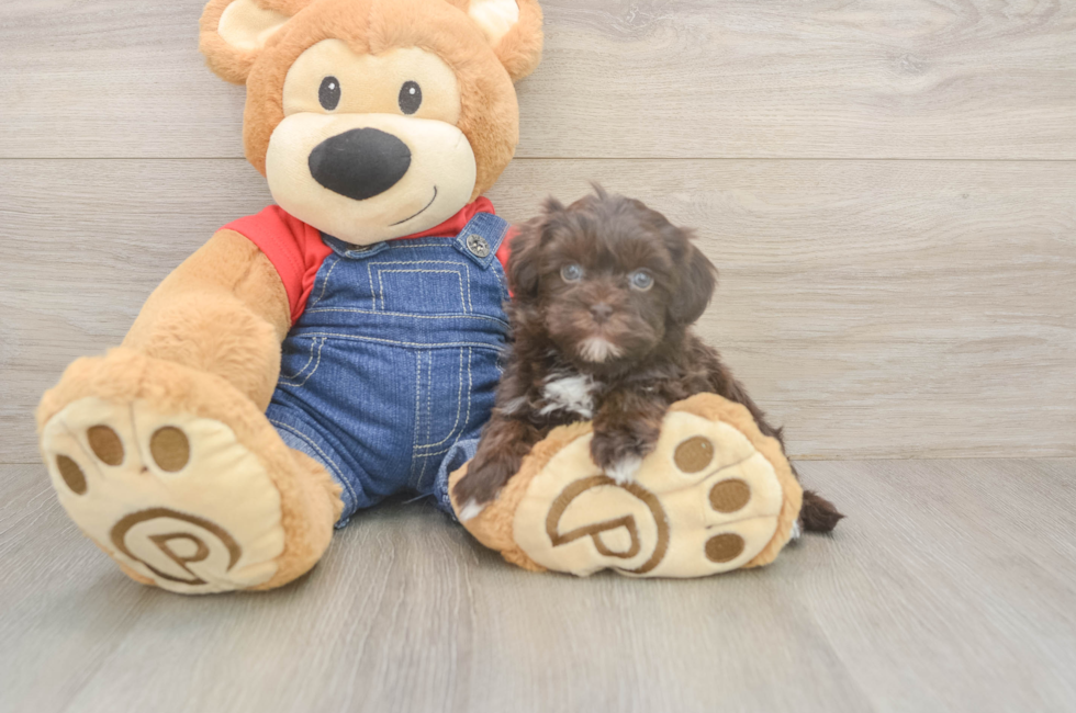 6 week old Havapoo Puppy For Sale - Seaside Pups