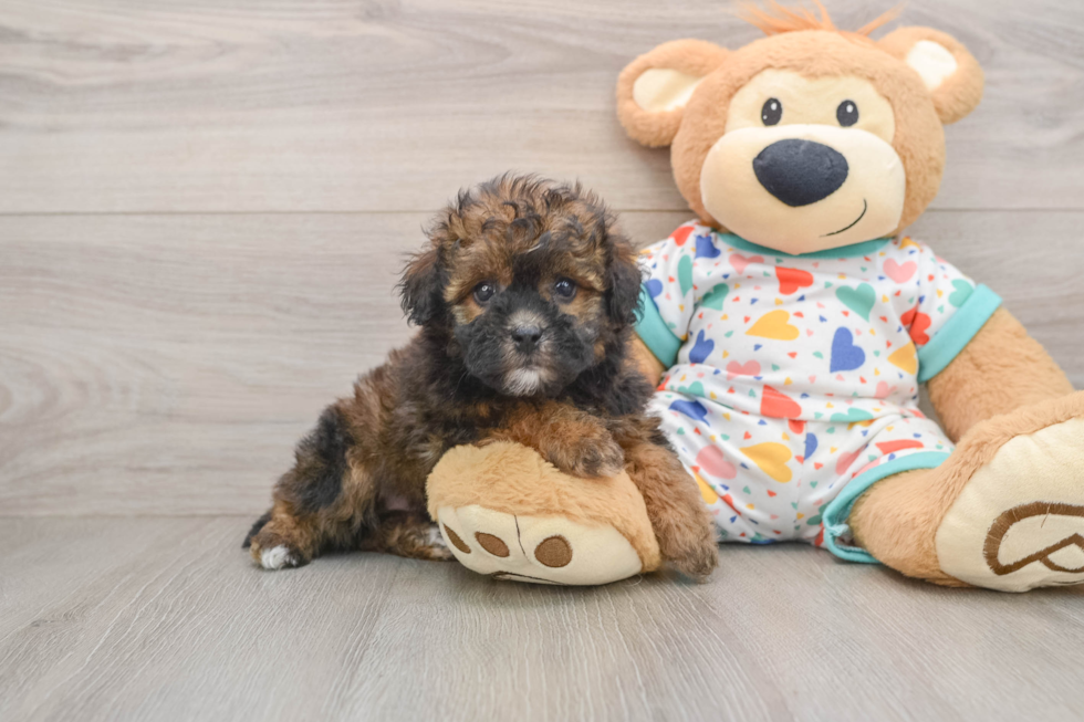 Hypoallergenic Havadoodle Poodle Mix Puppy