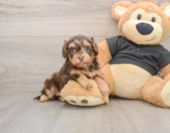 7 week old Havapoo Puppy For Sale - Seaside Pups