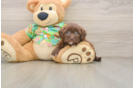 Havapoo Pup Being Cute