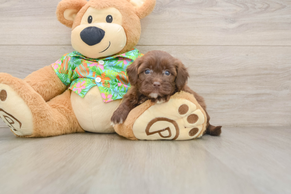 Havapoo Pup Being Cute