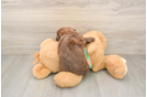 Adorable Havadoodle Poodle Mix Puppy