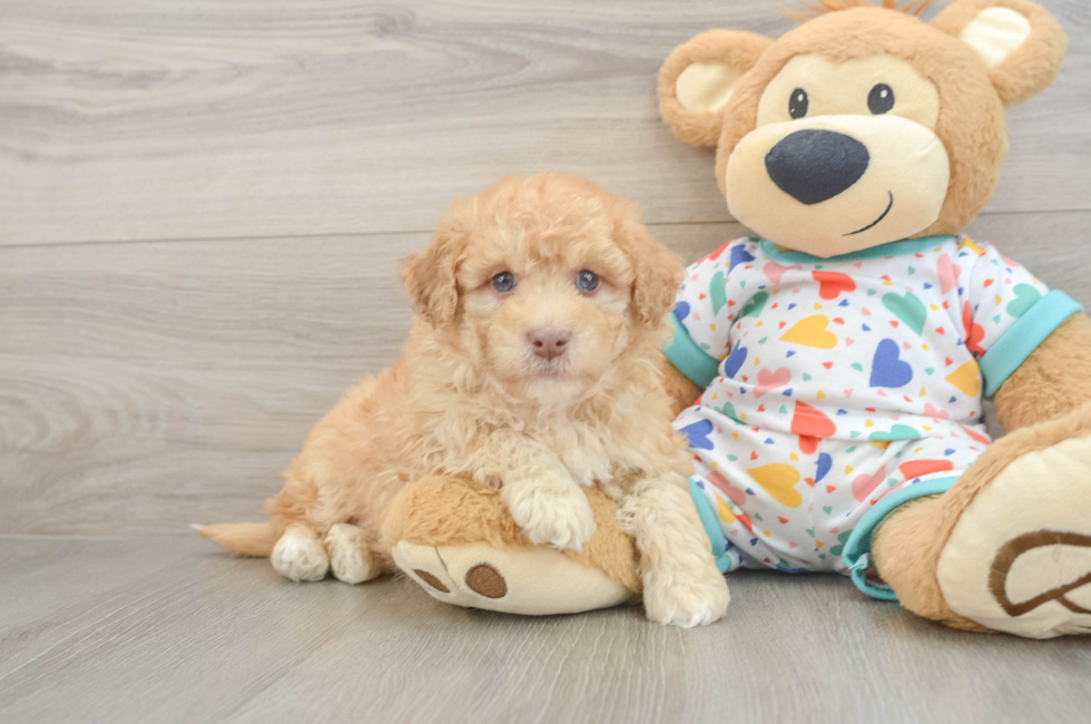 6 week old Havapoo Puppy For Sale - Seaside Pups