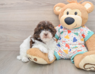 8 week old Havapoo Puppy For Sale - Seaside Pups