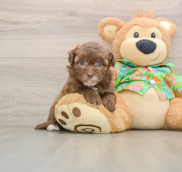 6 week old Havapoo Puppy For Sale - Seaside Pups