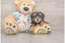 Best Havapoo Baby