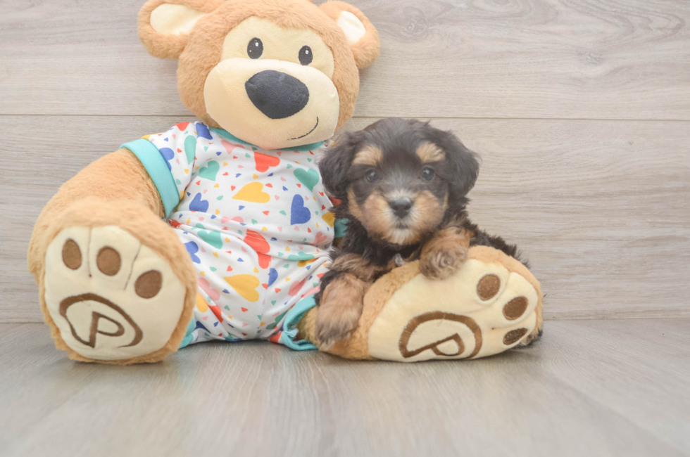 5 week old Havapoo Puppy For Sale - Seaside Pups